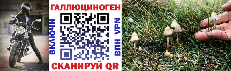 Галлюциногенные грибы Cubensis цены ссылка на мегу tor Ростов-на-Дону